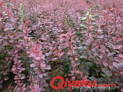 【優質直銷】供應基地特產紅葉小檗