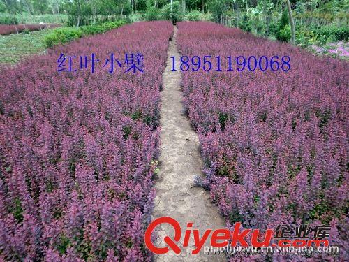 【優質直銷】供應基地特產紅葉小檗