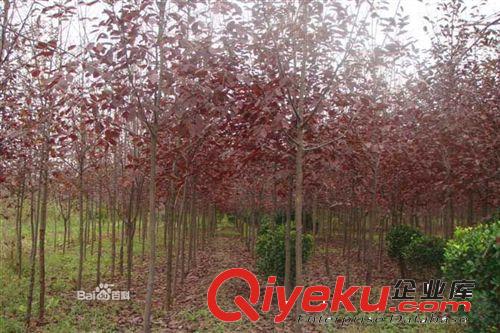 供紫工程用紫葉稠李苗 樹干直 無病蟲害 手續(xù)齊全 可辦全國物流原始圖片2