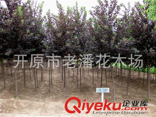 供紫工程用紫葉稠李苗 樹干直 無病蟲害 手續(xù)齊全 可辦全國物流原始圖片3