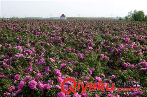 四季玫瑰 東北紅玫瑰 花期長(zhǎng) 花瓣產(chǎn)量高 適合食品加工