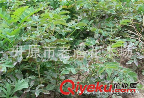 農(nóng)戶直銷冷香玫瑰扦插小苗 包成活 可提供技術(shù)支持 常年代辦郵寄