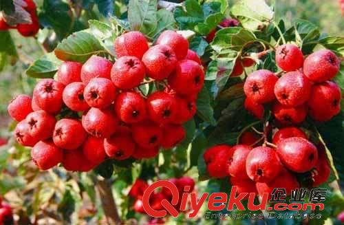 大山楂樹(shù) 山楂樹(shù)苗 園林種植用大規(guī)格山楂樹(shù) 大金星山楂樹(shù)原始圖片2
