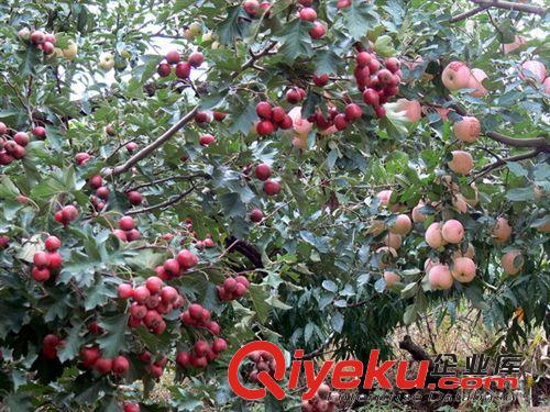 大山楂樹(shù) 山楂樹(shù)苗 園林種植用大規(guī)格山楂樹(shù) 大金星山楂樹(shù)原始圖片3