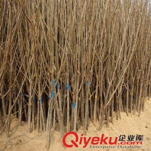 tj供應中國櫻桃樹苗，泰山櫻桃樹苗，甜櫻桃樹苗原始圖片2