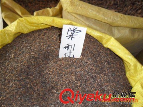 緣分園園林綠化苗木場大量供應棠梨種子原始圖片2