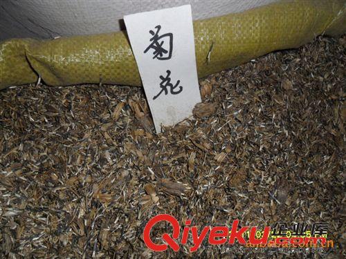 緣分園園林綠化苗木場(chǎng)大量供應(yīng)菊花種子