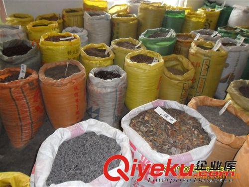 緣分園園林綠化苗木場(chǎng)大量供應(yīng)杉木種子原始圖片2