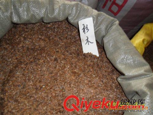 緣分園園林綠化苗木場(chǎng)大量供應(yīng)杉木種子原始圖片3