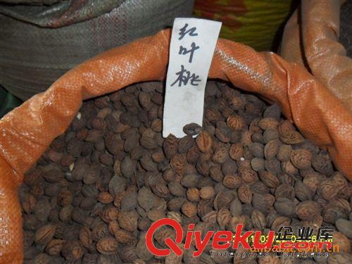 緣分園園林綠化苗木場大量供應(yīng)紅葉桃種子原始圖片3