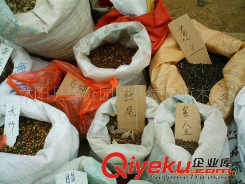 緣分園園林綠化苗木場大量供應紅三葉種子原始圖片3
