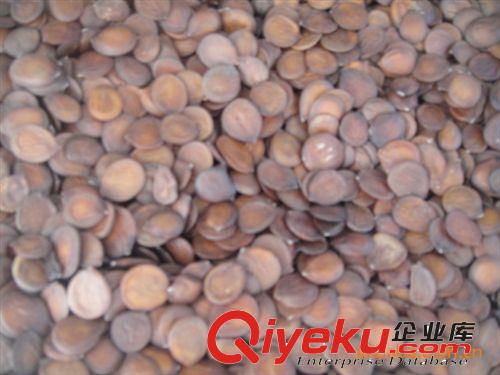 緣分園園林綠化苗木場大量供應(yīng)樣紫荊種子原始圖片2