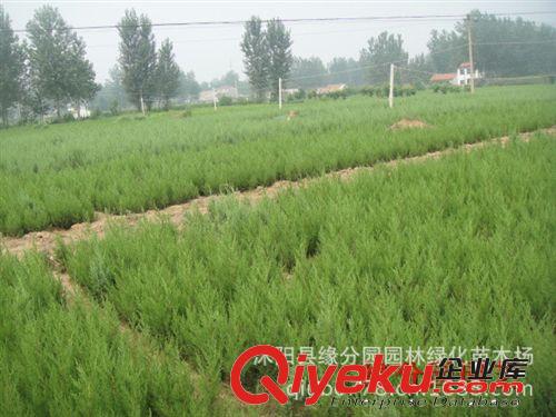 供應側柏  側柏苗  批發40公分高側柏