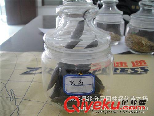 供應優質紫花地丁種苗 紫花地丁種子