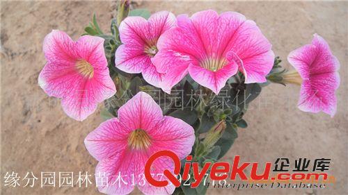 現貨供應精品萬壽菊，量大優惠
