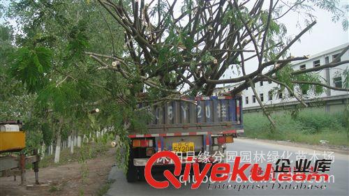 現(xiàn)貨供應(yīng)胸徑10分合歡，量大優(yōu)惠原始圖片3