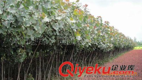 緣分園園林綠化苗木場大量供應蘆薈苗