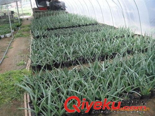 緣分園園林綠化苗木場大量供應蘆薈苗