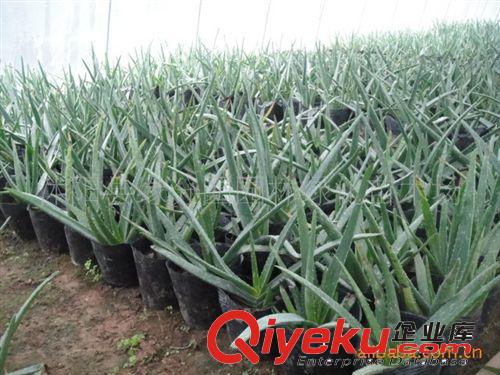 緣分園園林綠化苗木場大量供應蘆薈苗原始圖片2