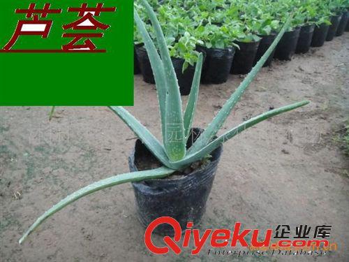 緣分園園林綠化苗木場大量供應蘆薈苗原始圖片3