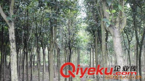 苗木大量供應8公分大葉女貞  優質大葉女貞 苗圃大葉女貞原始圖片2