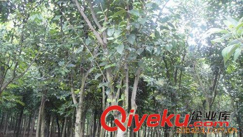 苗木大量供應8公分大葉女貞  優質大葉女貞 苗圃大葉女貞原始圖片3