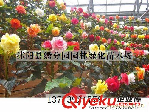 苗木大量供應8公分大葉女貞  優質大葉女貞 苗圃大葉女貞