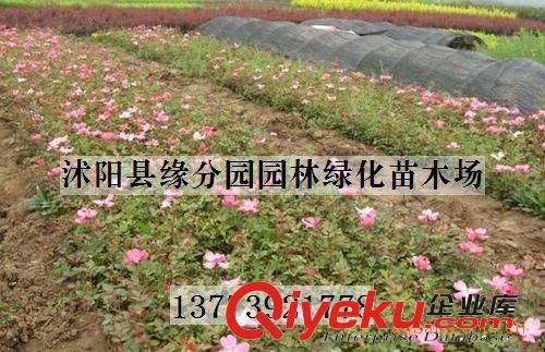 大量供應(yīng)各種月季花原始圖片2