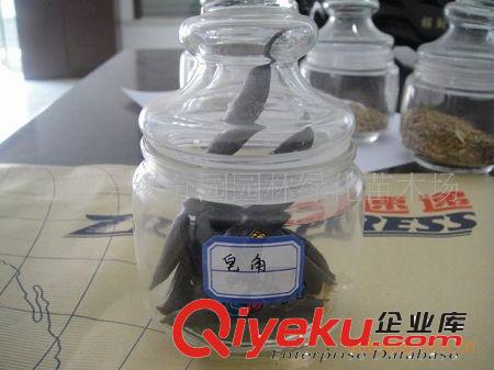 供應(yīng)優(yōu)質(zhì)花椒種子 花椒種苗原始圖片2