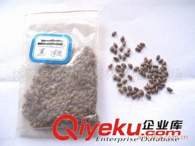 供應(yīng)優(yōu)質(zhì)花椒種子 花椒種苗原始圖片3