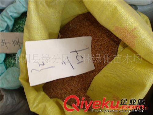 供應(yīng)優(yōu)質(zhì)花椒種子 花椒種苗