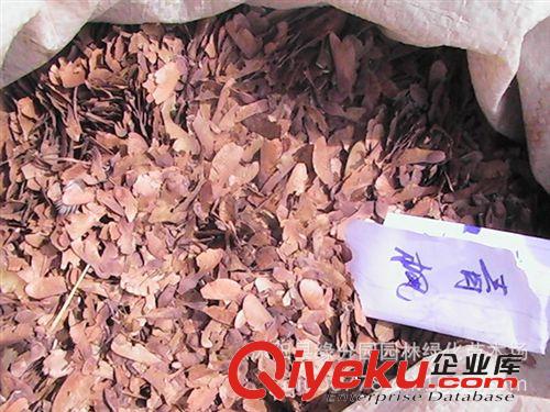 供應(yīng)優(yōu)質(zhì)胡枝子種子 發(fā)芽率高
