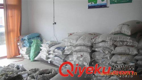 供應(yīng)優(yōu)質(zhì)黃山欒種子 黃山欒種苗