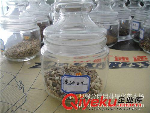 供應(yīng)優(yōu)質(zhì)墨西哥玉米種子 種苗