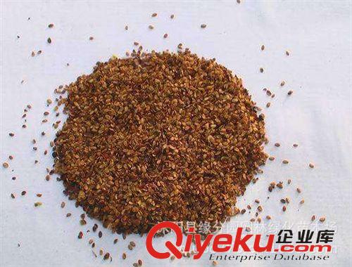 桂圓優質火炬松種子 火炬松種苗原始圖片2