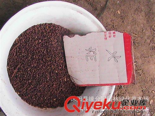 桂圓優質火炬松種子 火炬松種苗原始圖片3
