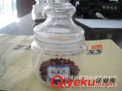 桂圓優質火炬松種子 火炬松種苗