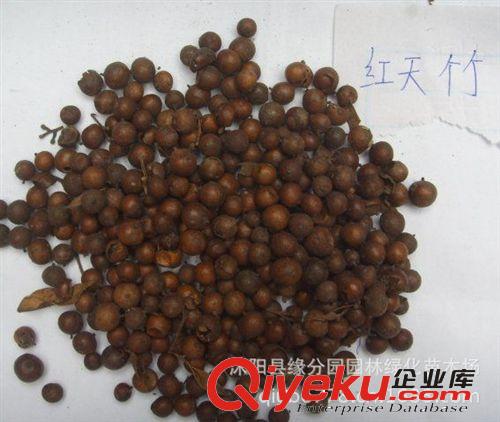 供應紅天竹種子，可批發！原始圖片2