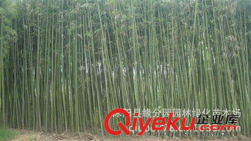 供應(yīng)紫竹 黑竹、竹茄、烏竹原始圖片2
