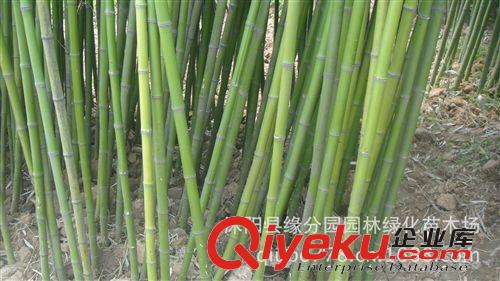 供應(yīng)紫竹 黑竹、竹茄、烏竹原始圖片3