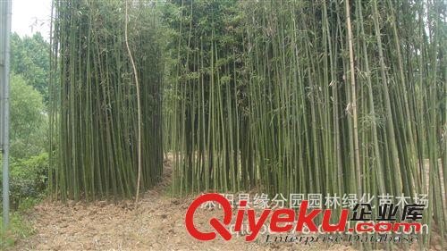 供應(yīng)青皮竹 別名：篾竹、山青竹、地青竹原始圖片3