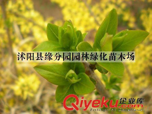 供應(yīng)青皮竹 別名：篾竹、山青竹、地青竹