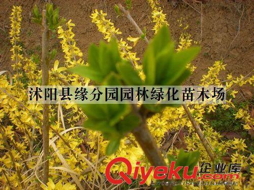 緣分園園林綠化苗木場大量供應1-5公分連翹原始圖片2
