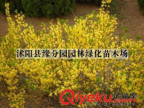緣分園園林綠化苗木場大量供應1-5公分連翹原始圖片3
