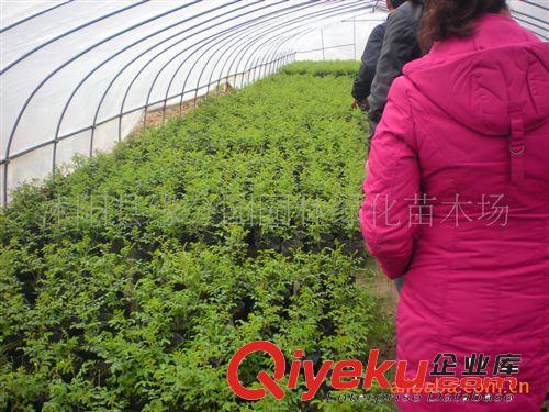 現(xiàn)貨供應(yīng)玫瑰盆栽苗，量大優(yōu)惠原始圖片2