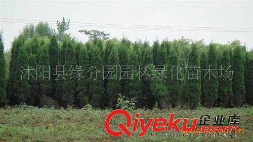現(xiàn)貨供應(yīng)玫瑰盆栽苗，量大優(yōu)惠