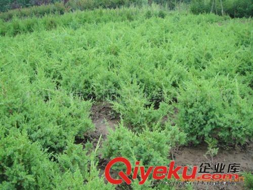 現(xiàn)貨供應(yīng)各種規(guī)格蜀檜，塔柏  塔柏小苗原始圖片2