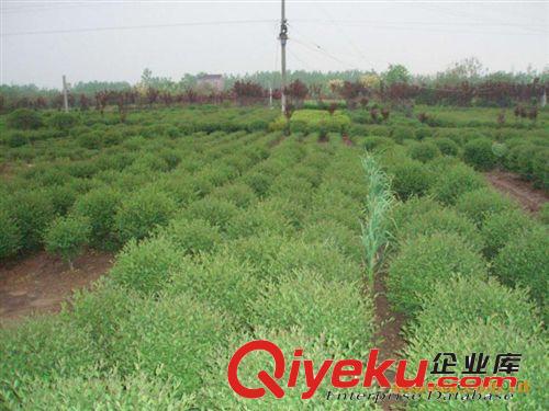 現(xiàn)貨供應(yīng)各種規(guī)格蜀檜，塔柏  塔柏小苗