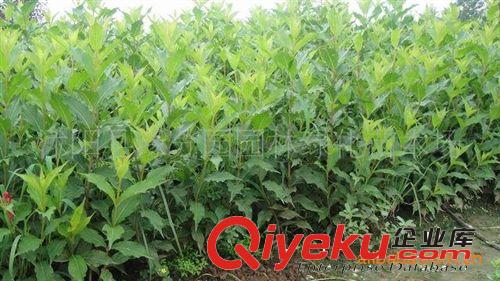 綠化苗木場大量供應(yīng)金葉女貞小苗