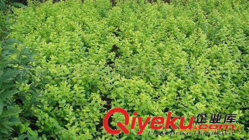 大量供應(yīng)枸骨球 枸骨苗
